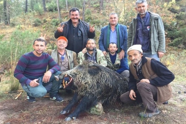 Bursa'da Tarlalara Dadanan 310 ve 252 Kiloluk Domuzları Avladılar