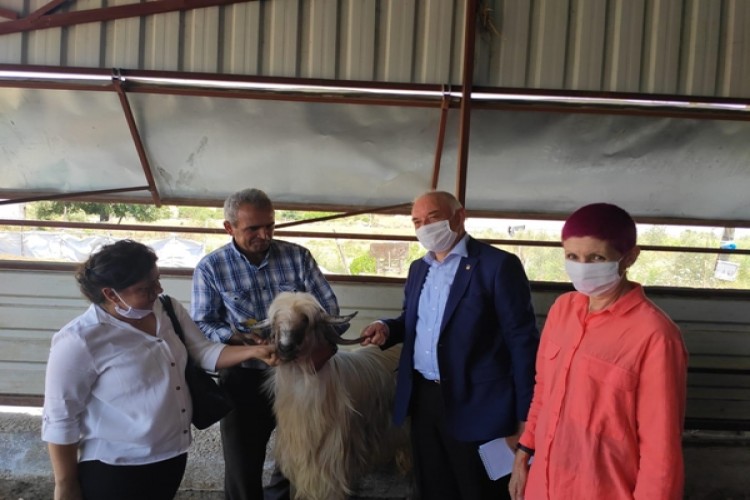 Paraguay Büyükelçisi Antalya’da Küçükbaş Hayvancılık İşletmesini Ziyaret Etti