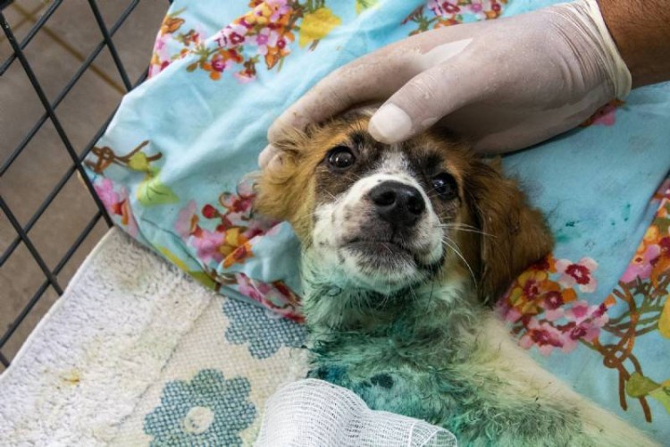 Büyükşehir’e son 7 ayda 1580 kedi ve köpek yaralanma ihbarı ulaştı