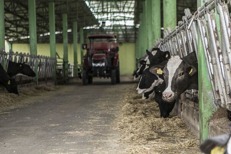 FAO Gıda Fiyat Endeksi Mayıs’ta süt ürünlerinin etkisiyle yükseldi