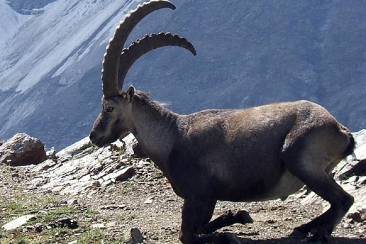 Yaban Keçilerinden Geçit Töreni