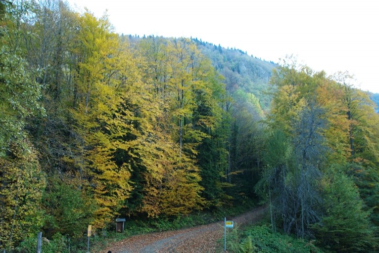 Batı Karadeniz’in gizli kalmış cenneti, ekoturizmin yeni merkezi yenice ormanları…