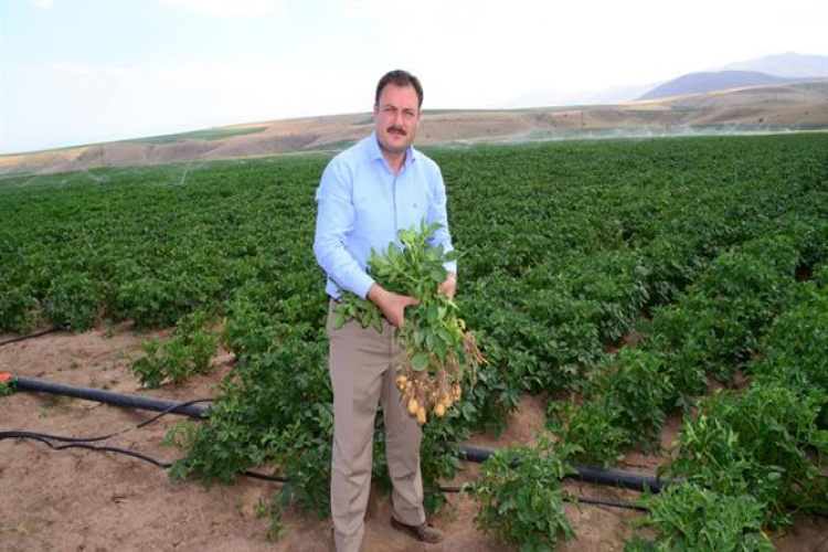 Sertifikalı Patates Tohum Üretiminde Yüksek Verim Beklentisi