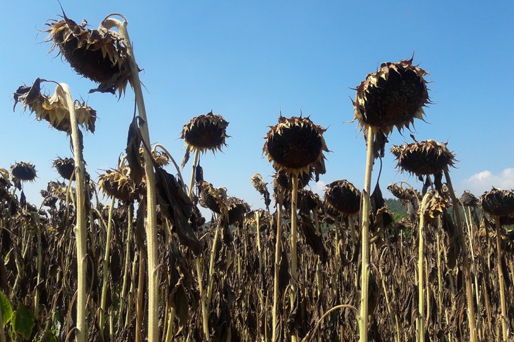 Bolu'da Yağlık Ayçiçekleri hasat ediliyor