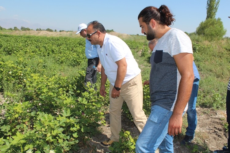 Iğdır'da 'Beyaz Altın' Tarlaları Kontrol Edildi