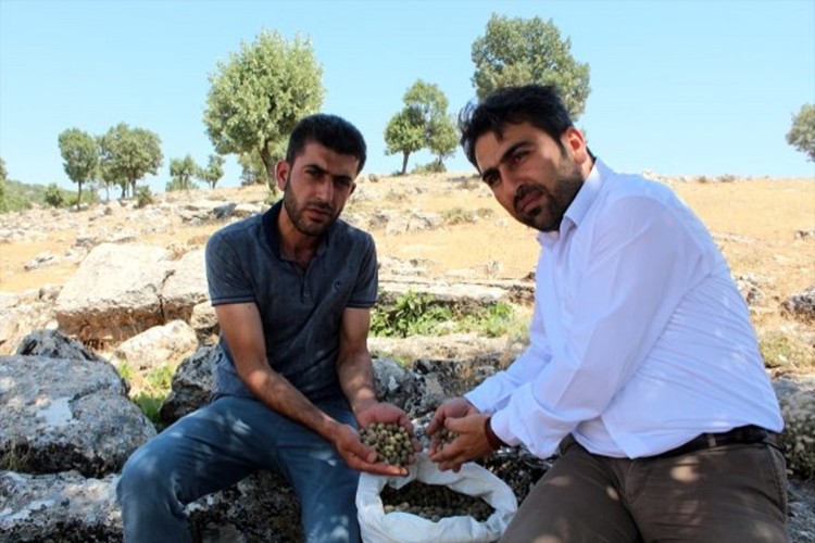 Siirt'ten Mazı İhracatı Köylüye Gelir Kapısı Oluyor