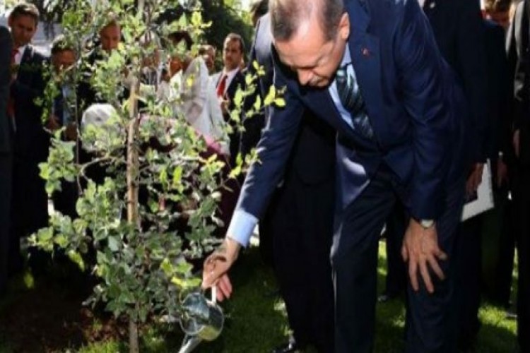 Cumhurbaşkanı Erdoğan 11 Kasım'ı "Milli Ağaçlandırma Günü" İlan Etti