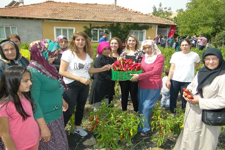 Kadın Çiftçilerin Yetiştirdiği Kapya Biberlerin Tarla Günü Yapıldı