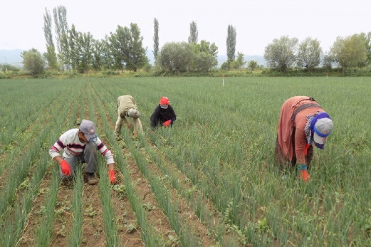 Mevsimlik Tarım İşçilerinin Yıllık Kazanç Miktarı Açıklandı