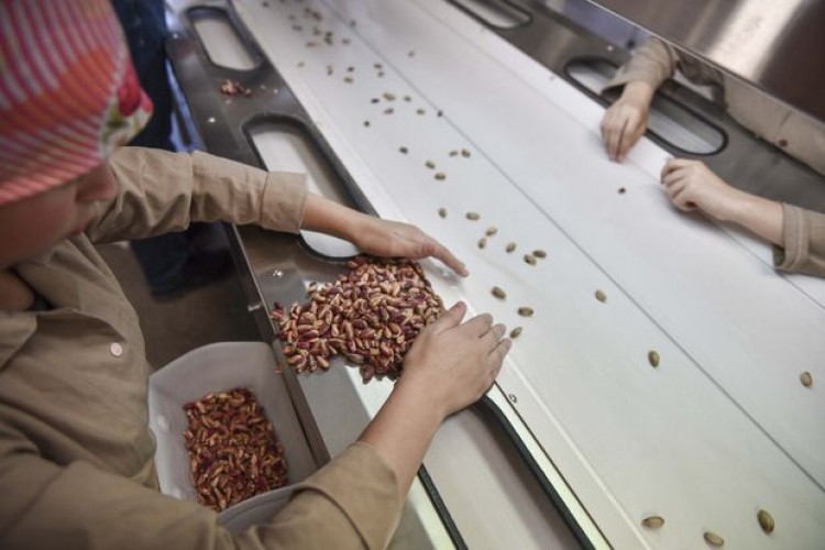 Yeşil altının "ateşi düştü"! Baklava fiyatının da düşmesi bekleniyor