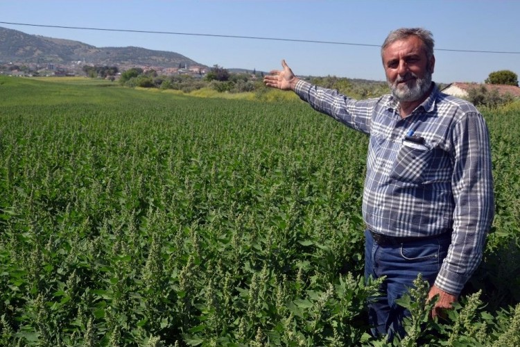 Çiftçinin Yeni Gözdesi: Zahmeti Az Getirisi Yüksek!