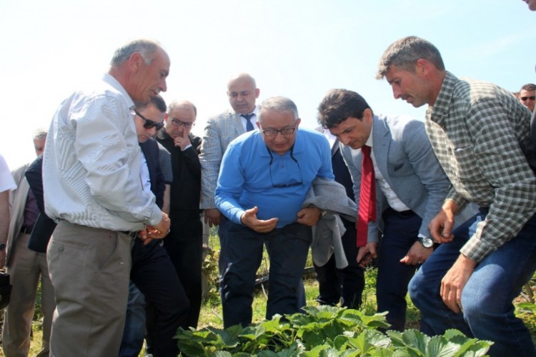 Üreticilere Aronya Fidanı Ve Çilek Fidesi Dağıtıldı