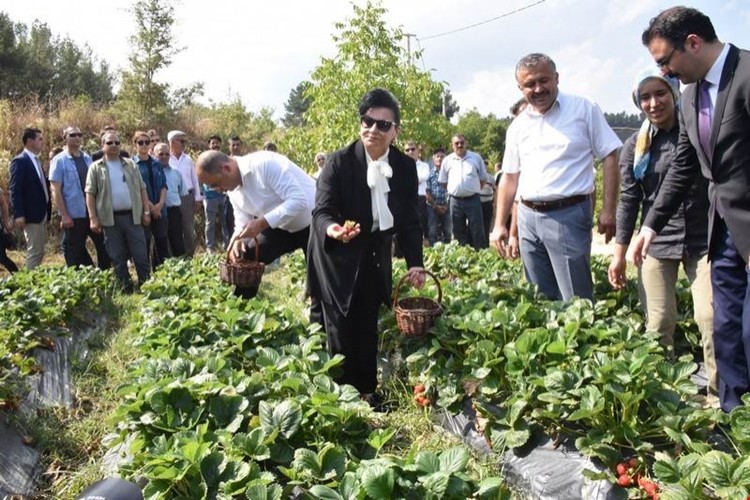 ‘Vali Hanım Çileği’nin Bu Yıl ki İlk Hasadını Vali Hanım Yaptı