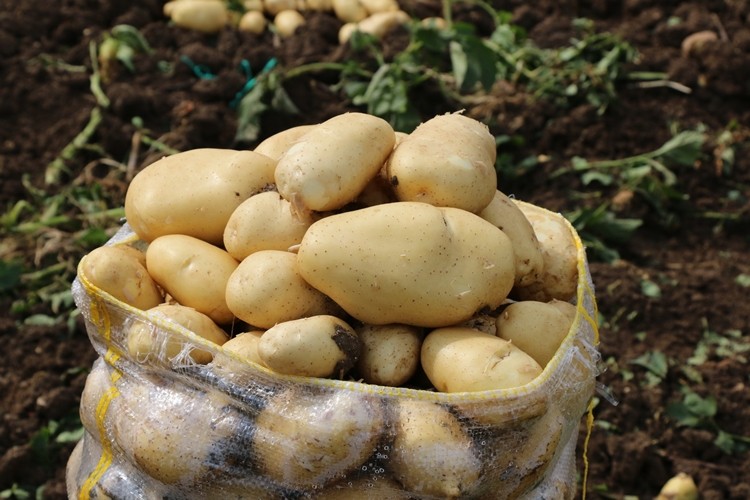 Ucuz patates ve soğana kotalı satış