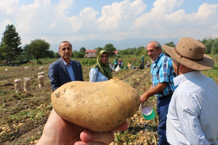 Bolu Çiftçisinin Gözbebeği Adıyla, Tadıyla Fark Yaratan Patates Hasadı Başladı
