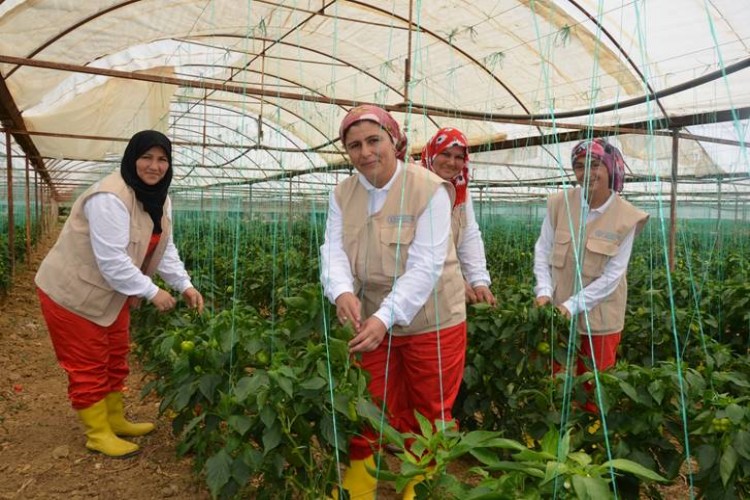 FAO’dan Kadınların İstihdamına Destek!