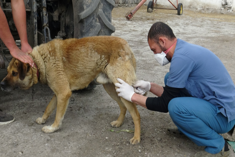 Kars'ta Sokak Köpekleri Kısırlaştırılıyor