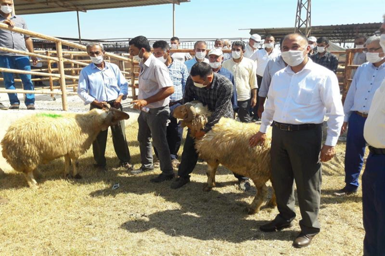 Kırıkhan'da besicilere damızlık koç dağıtıldı