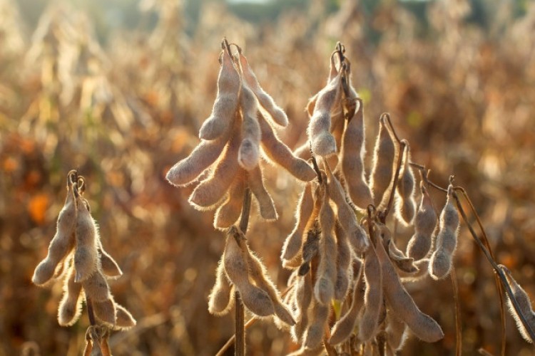 İncefikir: Çukurova Soya Bölgesi Olabilir