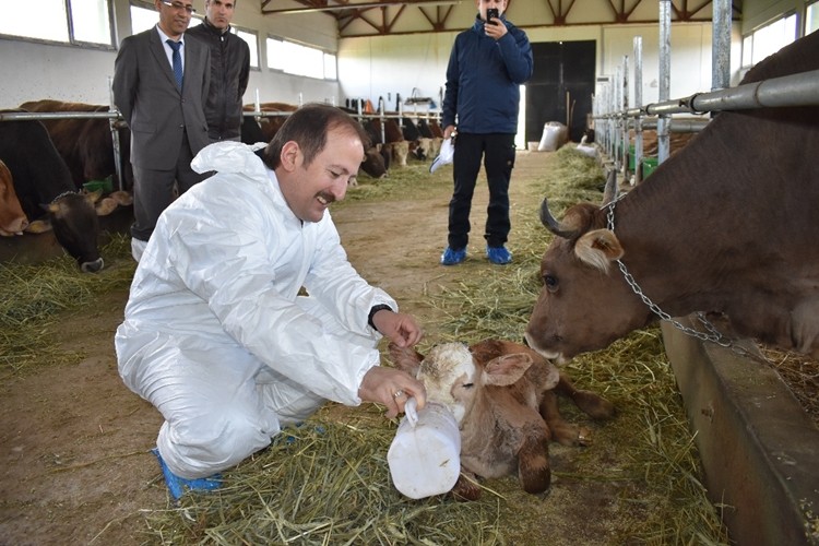 Vali Pehlivan’dan yeni doğan buzağıya yaşam desteği