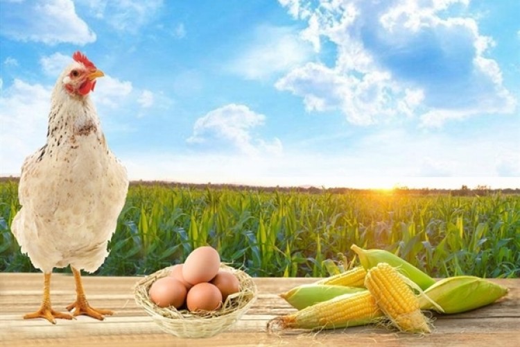 Yumurta Üreticilerine 90 Gün Vadeli Mısır Satışı Yapılacak