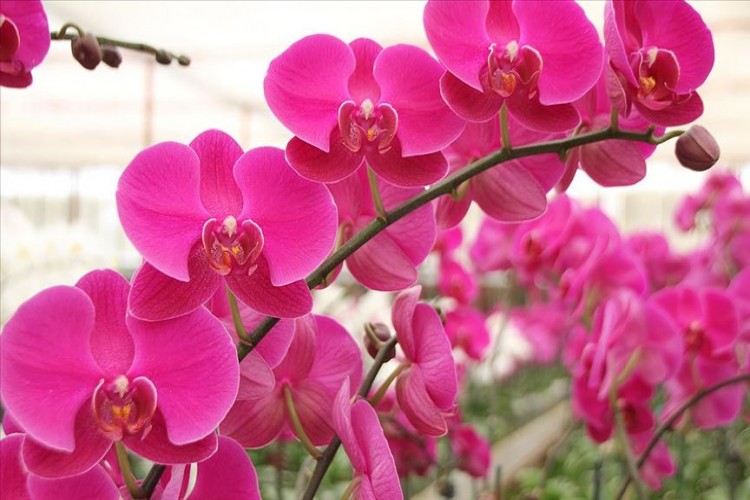 Antalya'da serada yetiştirilen rengarenk orkideler sahiplerini bekliyor