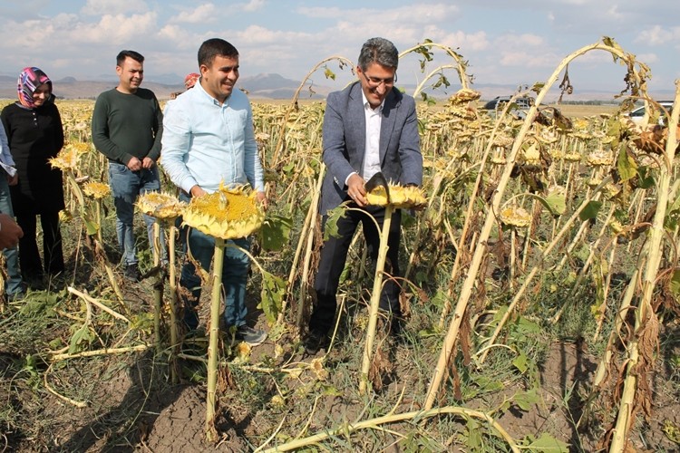 Ağrı’da Ayçiçeği Hasadı Başladı