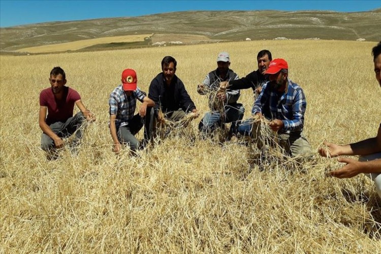 Sivas'ta etkili olan dolu 10 bin dekar tarım arazisine zarar verdi