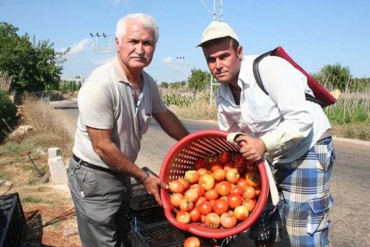 Yetkililerden Destek Bekliyor! Domatesin Fiyatı 50 Kuruşa Düştü