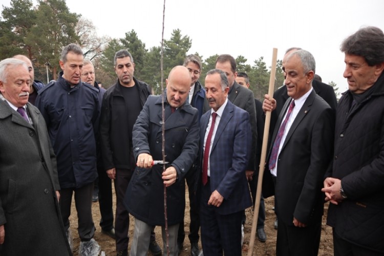 Amasya Misket Elması Gen Bahçesi Fidan Dikimi Tamamlandı