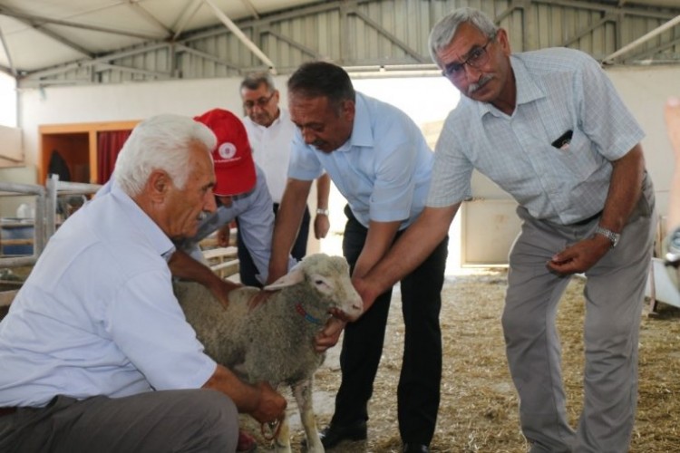 Türkiye’nin İlk Damızlık Koç-Teke Üretim İstasyonu Faaliyete Başladı