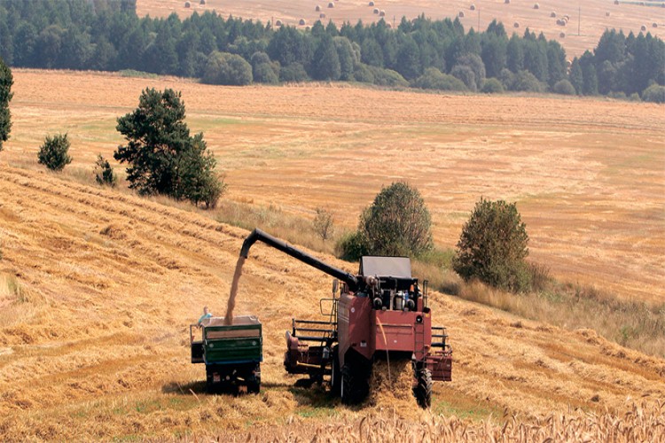 Türkiye Takipte: Rusya'da Yağışlar ve Kuraklık Tahıl Hasadına Darbe Vurabilir