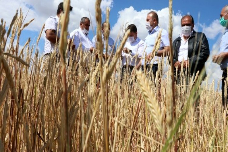 Aksaray'da dolu 70 bin dekar arazide hasara sebep oldu