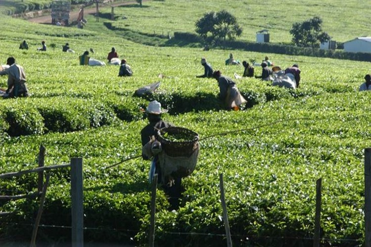 Dünya Çay Üretiminde Artış Bekleniyor