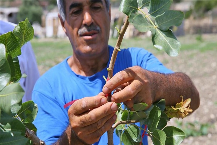 Turizm merkezi Çeşme'den 'fıstık' atağı