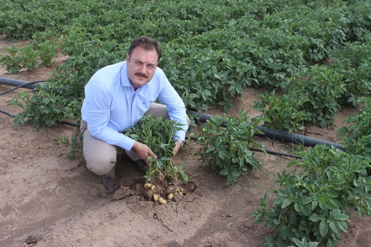 Sertifikalı Patates Tohum Üretiminde Yüksek Rekolte Bekleniyor