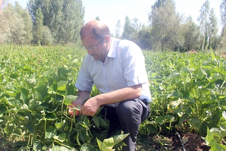 Tercan’da Taze Fasulye Yetiştiriciliği Geliştirilecek