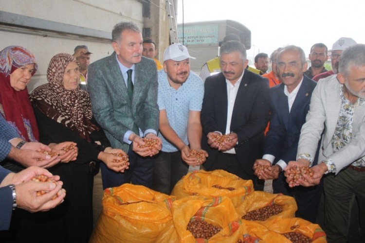 TMO, Ordu'da fındık alımına başladı