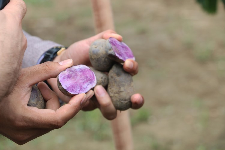 Bolu'da Mor Patatesin İlk Hasadı Yapıldı