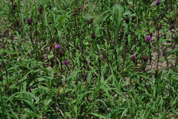 Salep orkidesi üretimi yapan çiftçilere tohum desteği