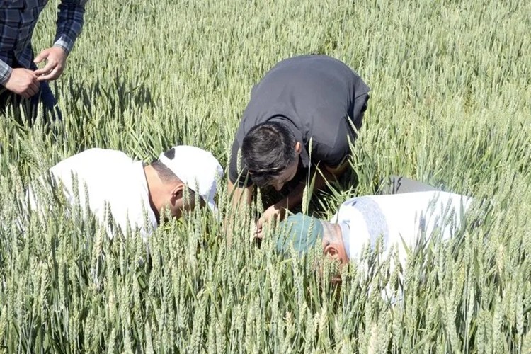 Yozgat'ta hububat üretiminde 'süne böceği' alarmı