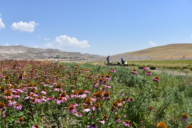 Kocasinan'da Tıbbi Ve Aromatik Bitkilerin İkinci Hasadı Başladı