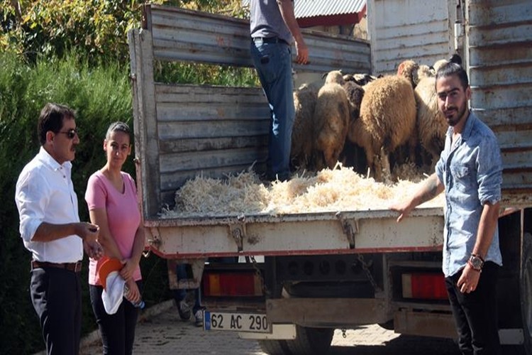 30 Genç Çiftçiye 1020 Koyun Dağıtıldı