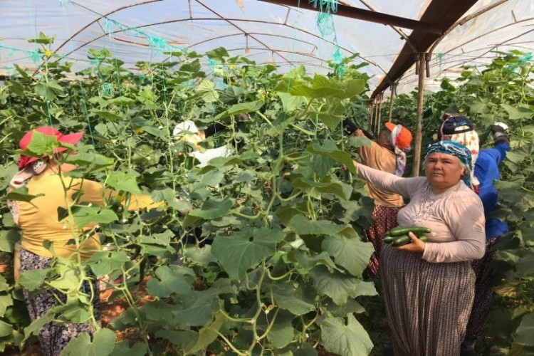 Satılamayan Salatalıkları Araziye Döküyorlar