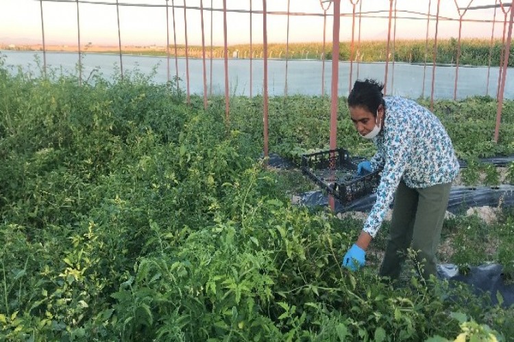 Kanseri yendiği mor çilekleri yurt içi ve yurt dışına gönderiyor