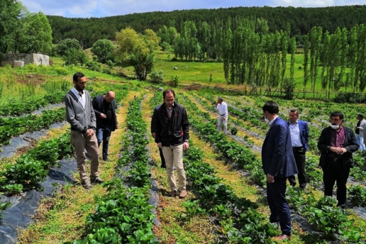 Projeli Çilek Bahçelerinde 2020 Yılı Çilek Hasadına Başlanıldı
