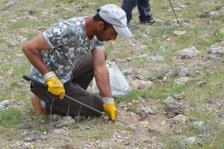 Domalan mantarı, kilosu 80 liradan satılıyor