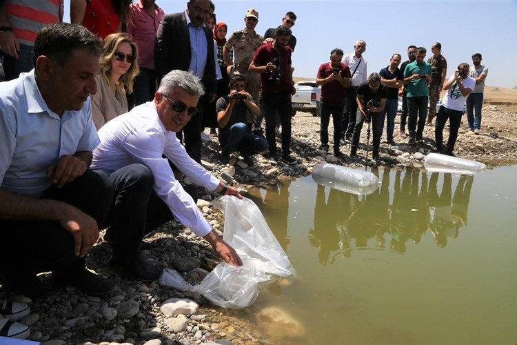 40 Bin Adet Sazan Balığı Yavrusu Dicle Nehrine Bırakıldı