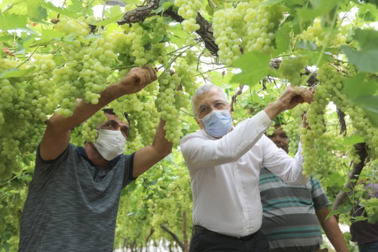Başkan Tarhan çiftçilerle birlikte örtü altı üzüm hasadı yaptı