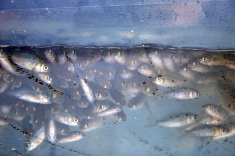 Denizli'de göl ve göletlere yavru sazan balığı bırakıldı